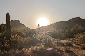 City of Mesa guide